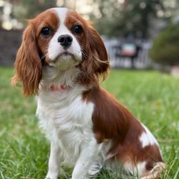Ruby - Cavalier King Charles Spaniel