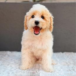 Elsa - Parti female Goldendoodle puppy in Phoenix, Arizona from Deer Valley Doodles