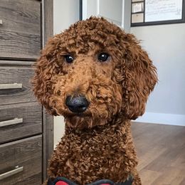 Goldendoodle All Grown Up from Tx Red Doodles