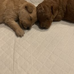 Goldendoodle puppies from Missoula Family Goldendoodles