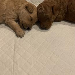 Goldendoodle puppies from Missoula Family Goldendoodles