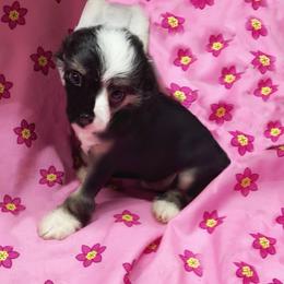 Tian - Black and white male Chinese Crested puppy in Henderson, Kentucky from Western Kentucky Chihuahua’s and Chinese Crested’s