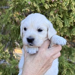 Girl 1 - Light golden female Golden Retriever puppy in Lake Hughes, California from Golden Hills Retrievers