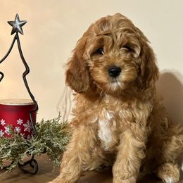 Molly - Brown female Cavapoo puppy in Greenville, Illinois from Tiffani's Cavapoos