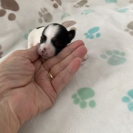 Boy 2 - Parti Yorkshire Terrier puppy in Williamstown, New Jersey from Pat’s Garden State Yorkies