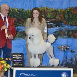 Iris - Poodle