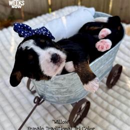 Willow - Tri-color female Bernedoodle puppy in Orange, Texas from Walk with Me Doodles