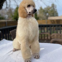 Pomeranian and Poodle Puppies from Carousel Poodles & Pomeranians