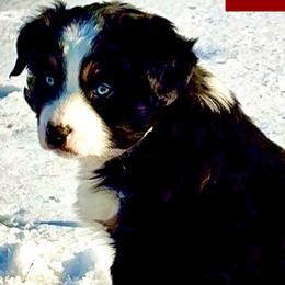 BRUSHY CREEKS COAL - Black tri male Miniature Australian Shepherd puppy in Red Oak, Texas from Brushy Creek Aussies & Mini Aussies