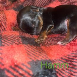 Hamm - Black and tan male Yorkshire Terrier puppy in Gastonia, North Carolina from Precious pups dynasty kennel