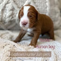 Hunter - Red  male Goldendoodle puppy in Orangevale, California from Ugly Dad Doodles