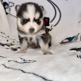 Pomsky Puppies from Sterling Pomskies