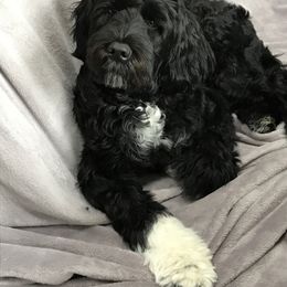 Portuguese Water Dog Puppies from Prestige Portuguese Water Dogs