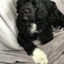 Portuguese Water Dog Puppies from Prestige Portuguese Water Dogs