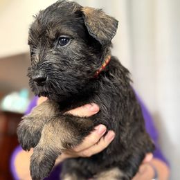 Circe - Pepper and salt female Giant Schnauzer puppy in Goodrich, Texas from Silver Creek Giant Schnauzers