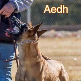 Aedh  - Belgian Malinois