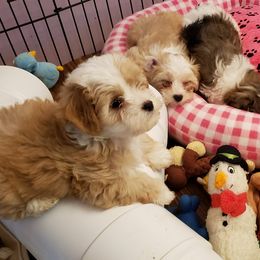 Havanese Puppies from Gingerbred Havanese