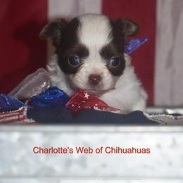Chloe - Chocolate and white female Chihuahua puppy in Gloucester, Virginia from Charlotte's Web of Chihuahuas