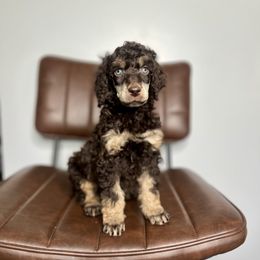 Dunkin - Phantom Poodle puppy in Sandy, Utah from Royal Ridge Poodles