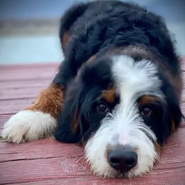 Bernedoodles, Goldendoodles, Poodles, and Sheepadoodles from Dapper Doodle Pups