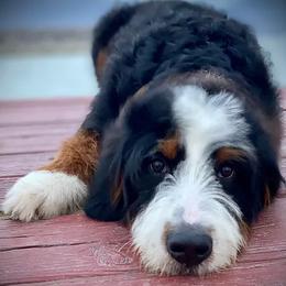 Bernedoodles, Goldendoodles, Poodles, and Sheepadoodles from Dapper Doodle Pups