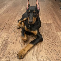 Doberman Pinscher and French Bulldog Puppies from Upper Echelon Kennel