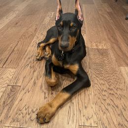 Doberman Pinscher and French Bulldog Puppies from Upper Echelon Kennel