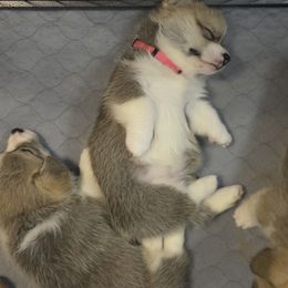 Pembroke Welsh Corgi Puppies from Salted Rim Corgis