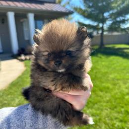 Kyla - Orange sable female Pomeranian puppy in Waterloo, Indiana from Garcias Pomeranian