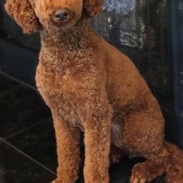 Poodles from Freedom Branch Poodles