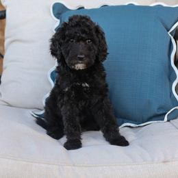 Snow White - Black female Bernedoodle puppy in Yuba City, California from Ranch House Doodles
