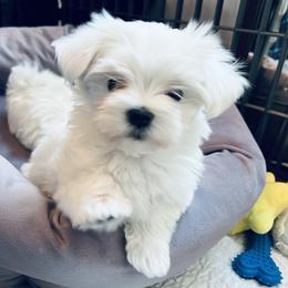Puppy 1 - White male Maltese puppy in Clarksville, Tennessee from Iron Angel Maltese
