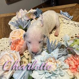Charlotte - White and black female Dalmatian puppy in Mount Vernon, Missouri from Spots & Spirals