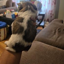 Shih Tzu Puppies from ROYAL SHIHTZUS