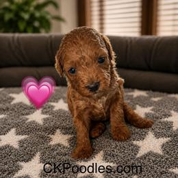 Red - Red  female Poodle puppy in Lance Creek, Wyoming from CK Poodles LLC