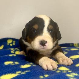 Sophie's Boy 3 - Tri-color male Bernedoodle puppy in Russiaville, Indiana from Pleasant Creek Minibernedoodles