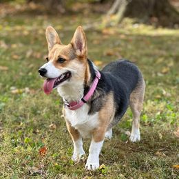 Ava - Pembroke Welsh Corgi