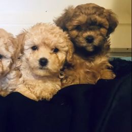 Shihpoos from Cheri Webb's Shihpoos