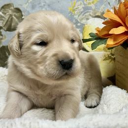 Stormy - Light golden male Golden Retriever puppy in Doniphan, Missouri from Stockford’s Golden Retrievers