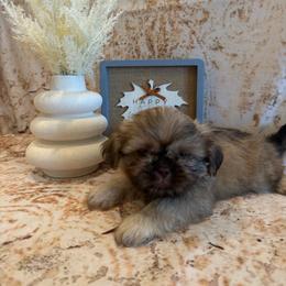 Adriana - Liver female Shih Tzu puppy in Success, Missouri from Sweet Success