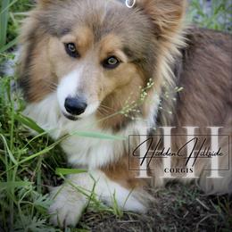Flynn - Pembroke Welsh Corgi