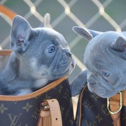 French Bulldogs from Garcia Brothers Frenchies