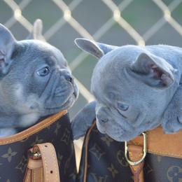 French Bulldogs from Garcia Brothers Frenchies