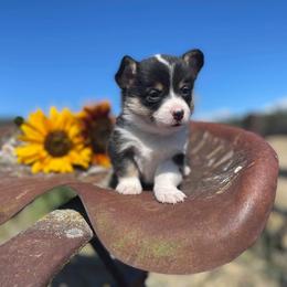 Pembroke Welsh Corgi Puppies from Top-Notch Paws