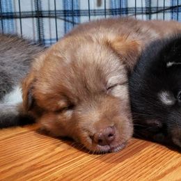 Siberian Husky Puppies from Diamond's Huskies in the Ruff
