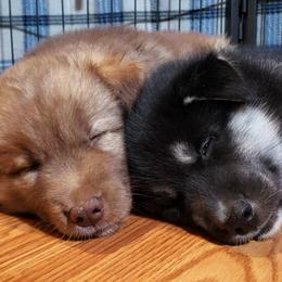 Siberian Husky Puppies from Diamond's Huskies in the Ruff