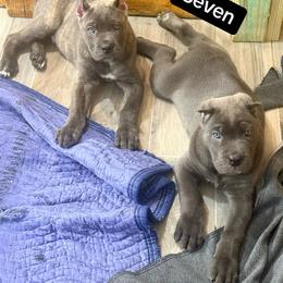 Seven - Gray male Cane Corso puppy in Waxahachie, Texas from A&M Kennels