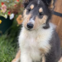 Collie and Shetland Sheepdog Puppies from StoneyAcre