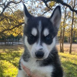 Arthur - Black and white male Siberian Husky puppy in College Station, Texas from Texas Siberian Husky Kennels (TSHK)