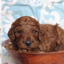Cavapoo Puppies from GeorgiaCavapoos